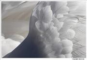 Mute-Swan-feathers-1